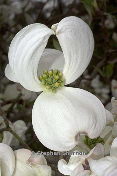 cornus florida 2 graphic